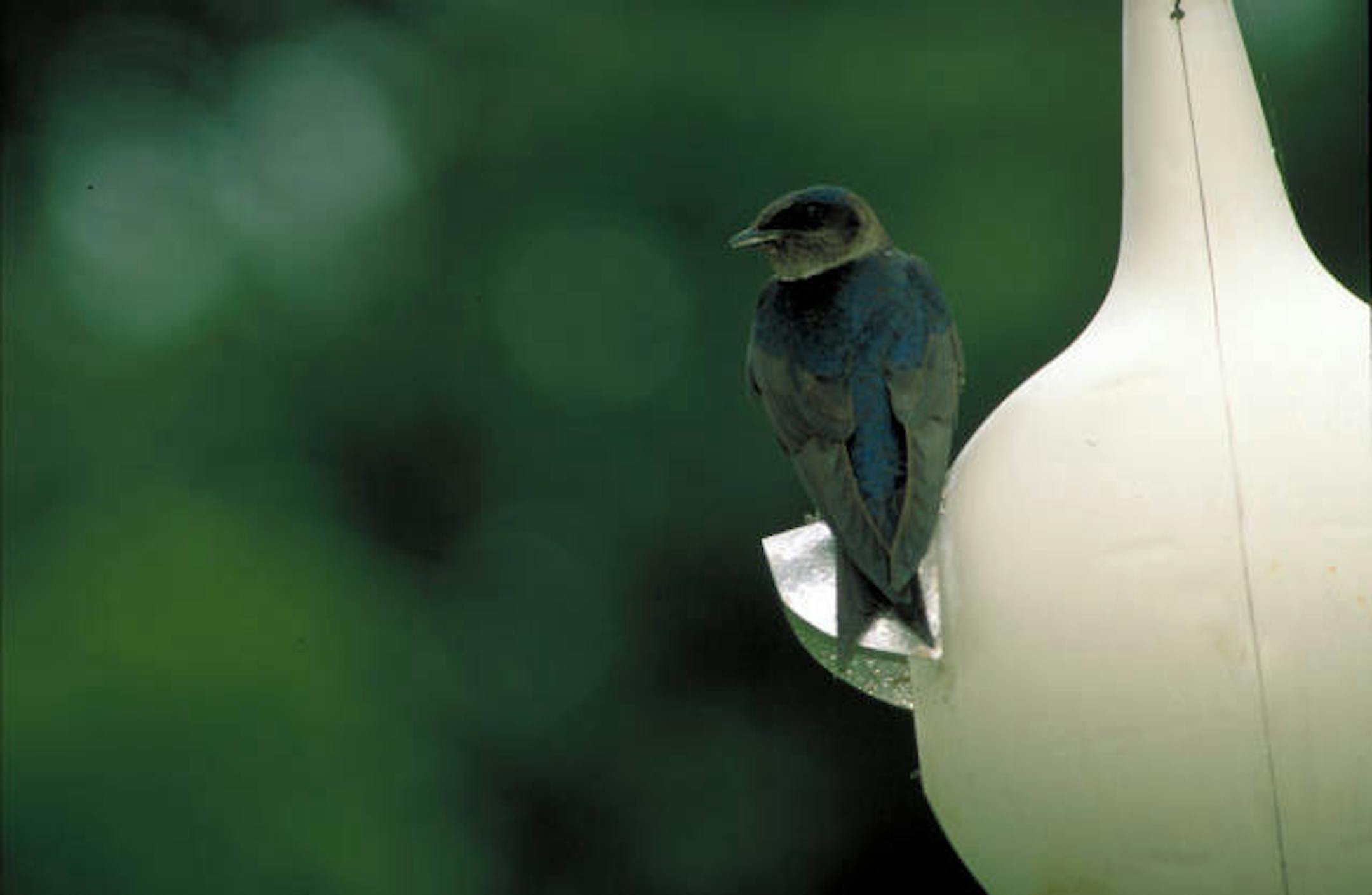 Purple martin