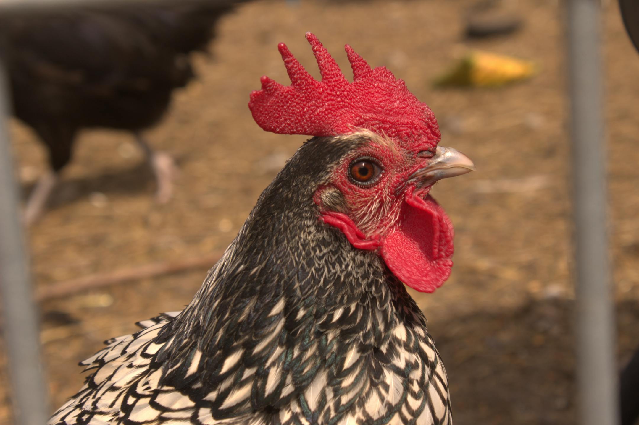 A chicken owned by St. Paul resident Miranda Meyer stops in between feeding.