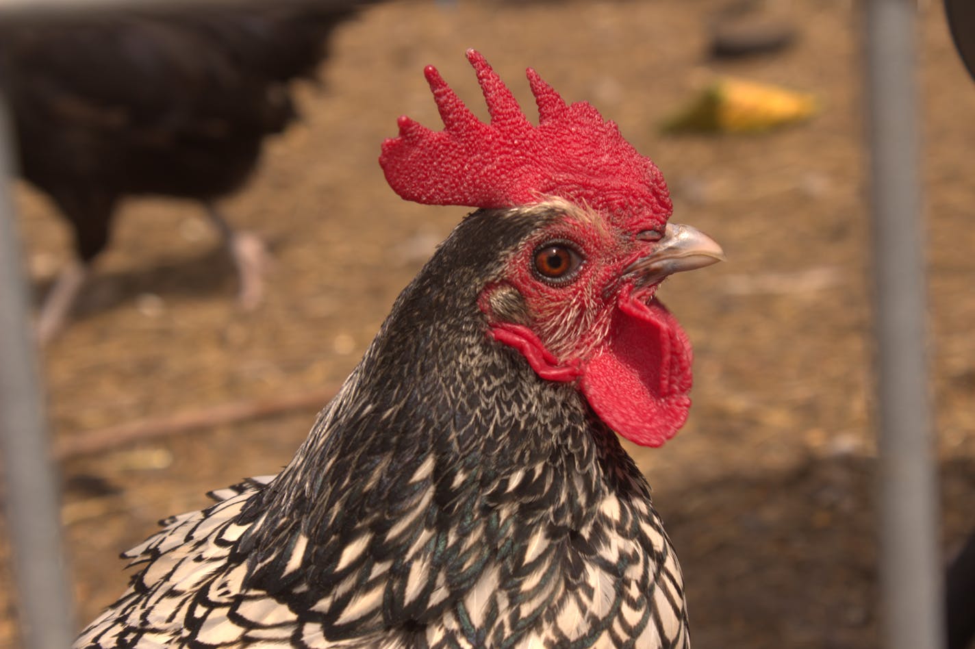 A chicken owned by St. Paul resident Miranda Meyer stops in between feeding.