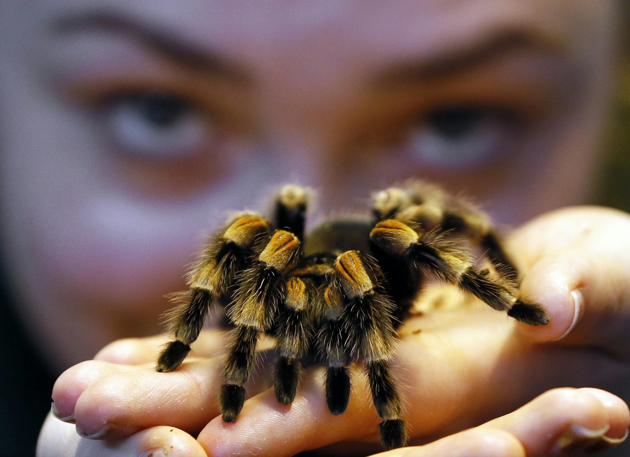 Kepper Amy Callaghan takes a close look at Jill the Red Kneed Spider during the annual stocktake at London Zoo, Thursday, Jan. 3, 2013. More than 17,500 animals including birds, fish, mammals, reptiles and amphibians are counted in the annual stocktake at the zoo.