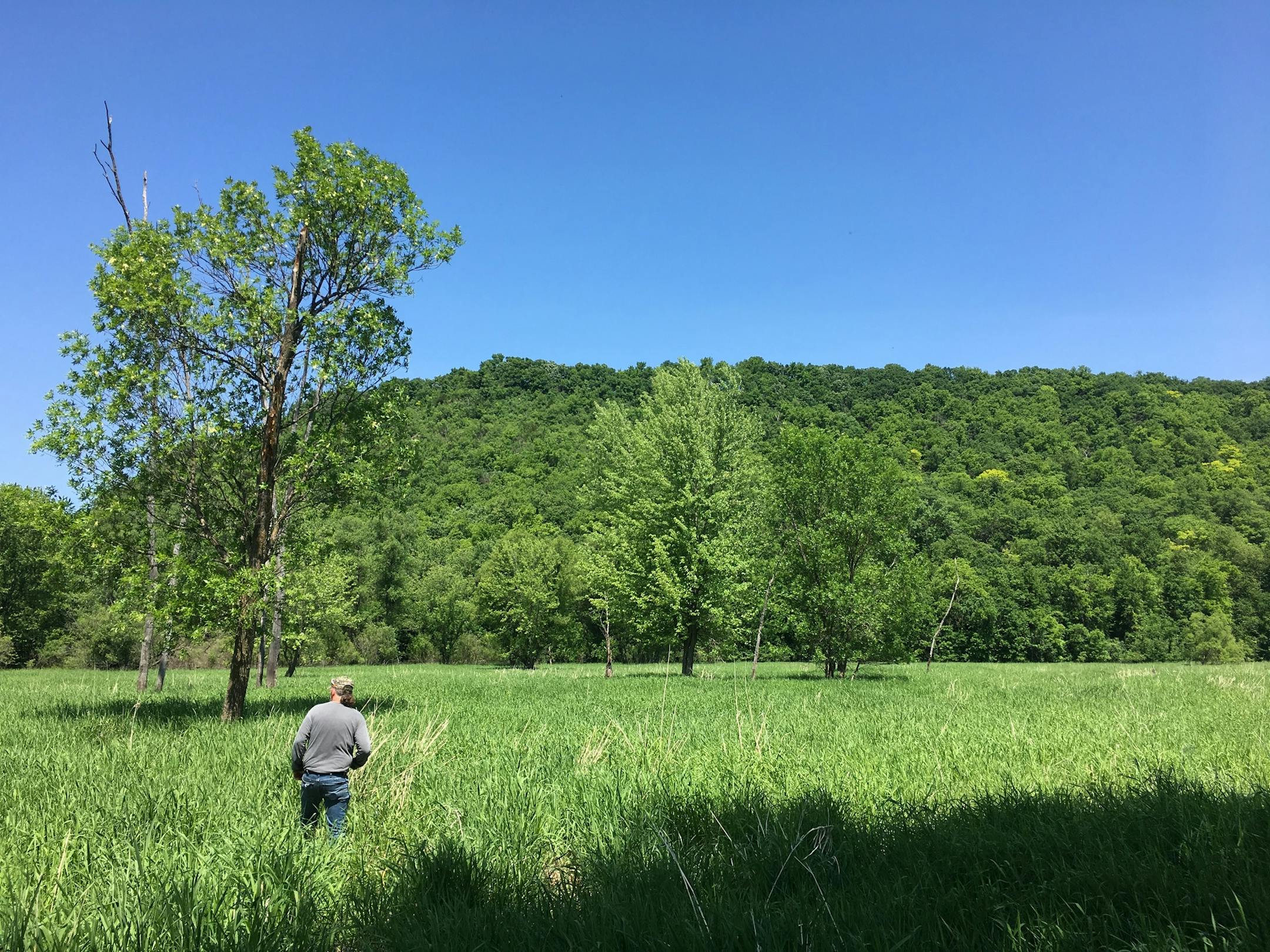 The state of Minnesota recently acquired more land, pictured here, to add to the Cannon River Turtle Preserve SNA in Red Wing.