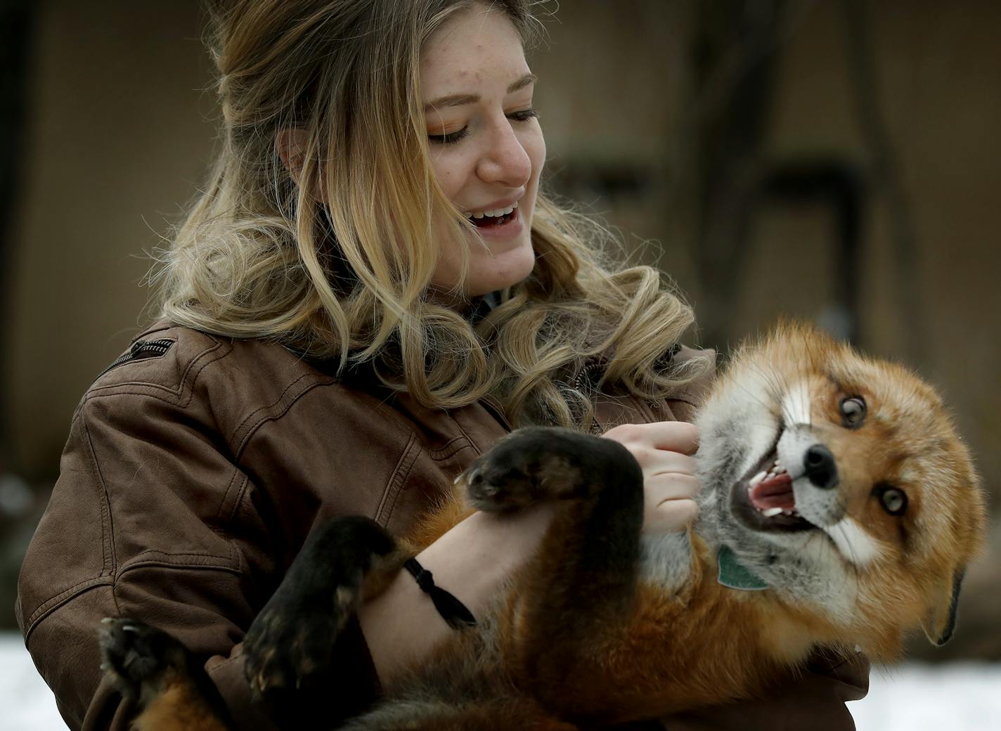 Mikayla Raines, 21, of Lakeville holds Finnegan, one of her pet red foxes. She has a USDA license to keep foxes.