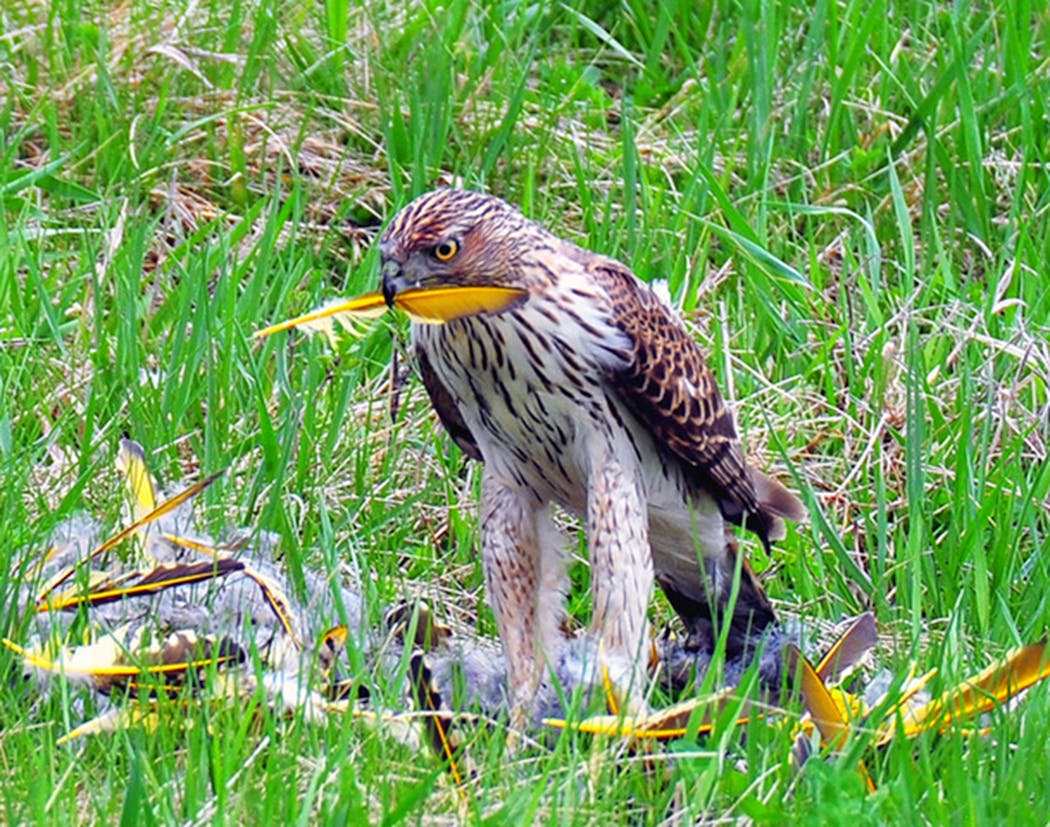 A Cooper’s hawk finishes up its prey, a Northern flicker.