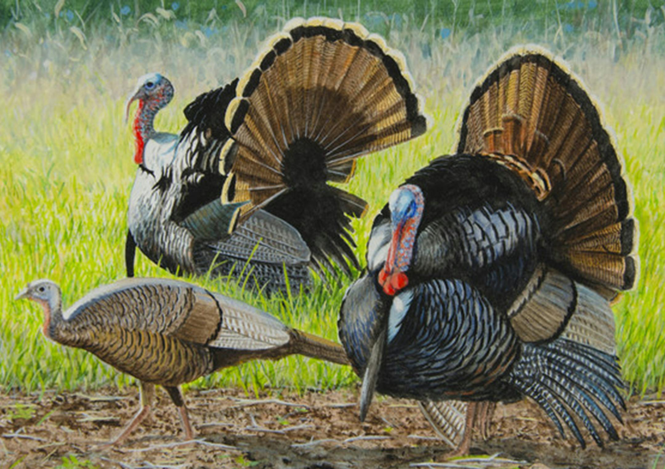 2021 Turkey Stamp Competition First Place: Stephen Hamrick of Lakeville