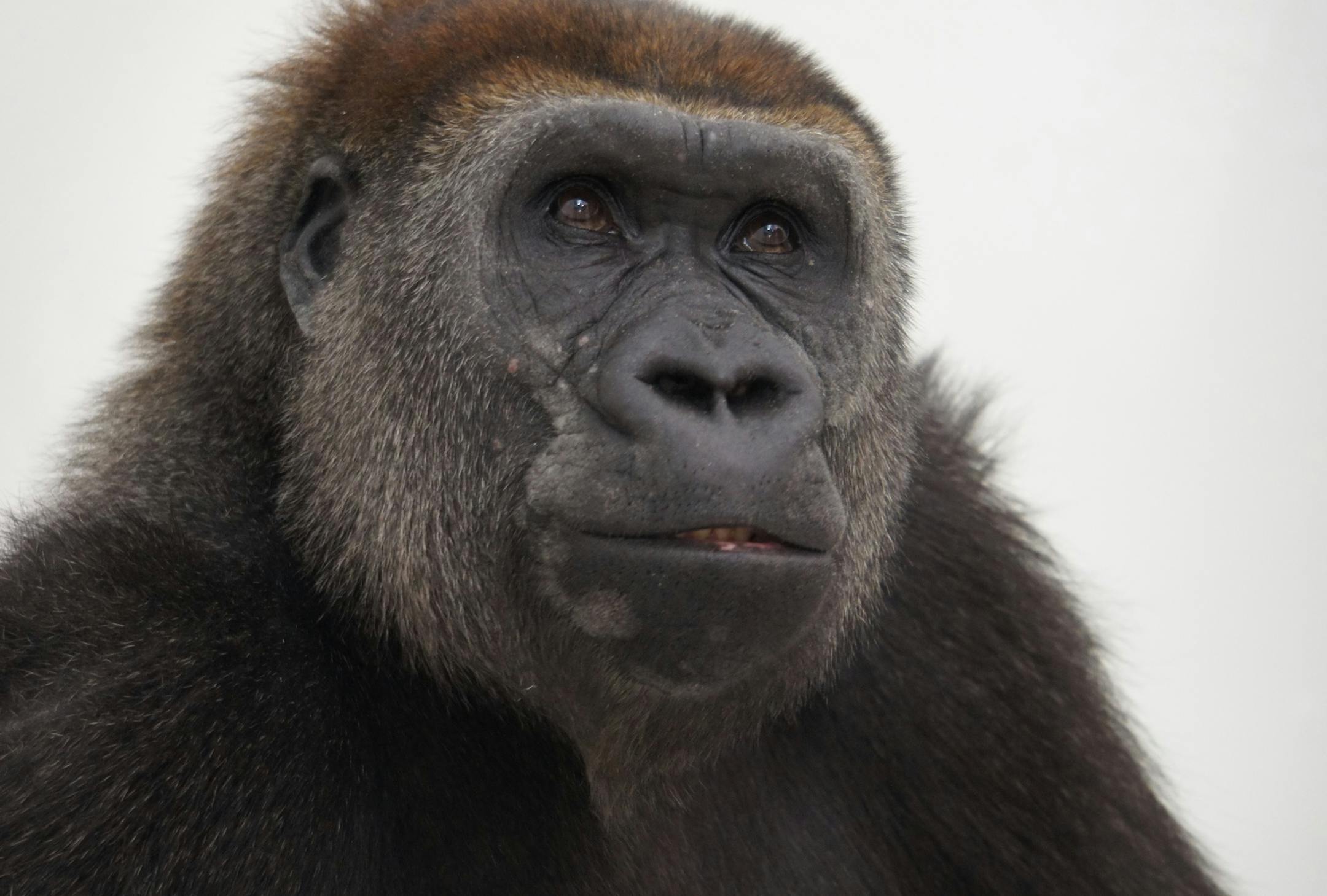 Alice, one of two gorillas expecting to deliver babies in coming weeks at the Como Zoo.