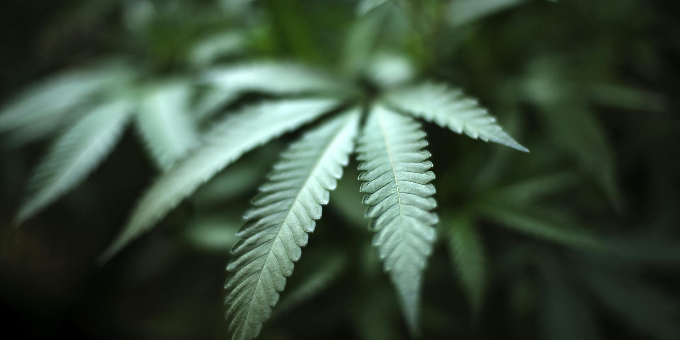FILE - In this Aug. 15, 2019, file photo, marijuana grows at an indoor cannabis farm in Gardena, Calif. Federal health officials are issuing a national warning against marijuana use by adolescents and pregnant women, as more states legalize some forms of the drug's use. (AP Photo/Richard Vogel, File)