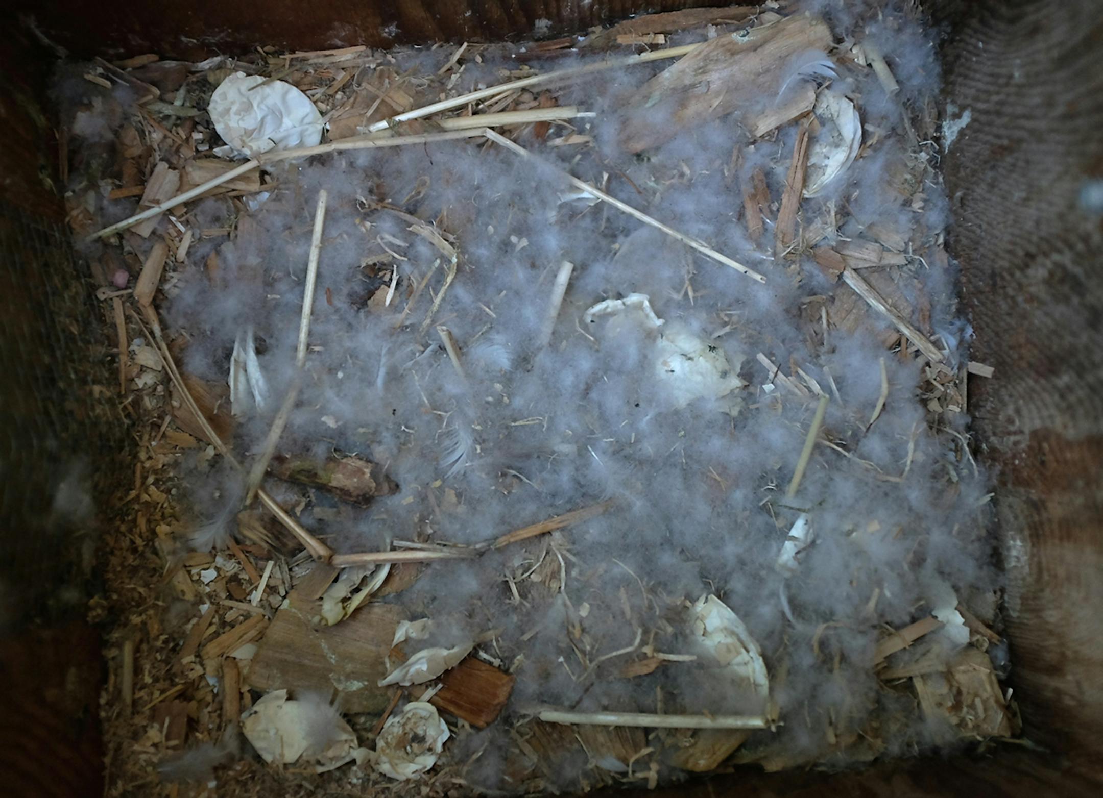 This is the Wood Duck nest, inside the nesting box, after the hen and her 25 checks left. The nesting base is wood chips plus some grass brought by the duck. She pulled down from her breast to provide warmth and cover. The empty, wrinkled egg shells are scattered. credit: Jim Williams, special to the Star Tribune