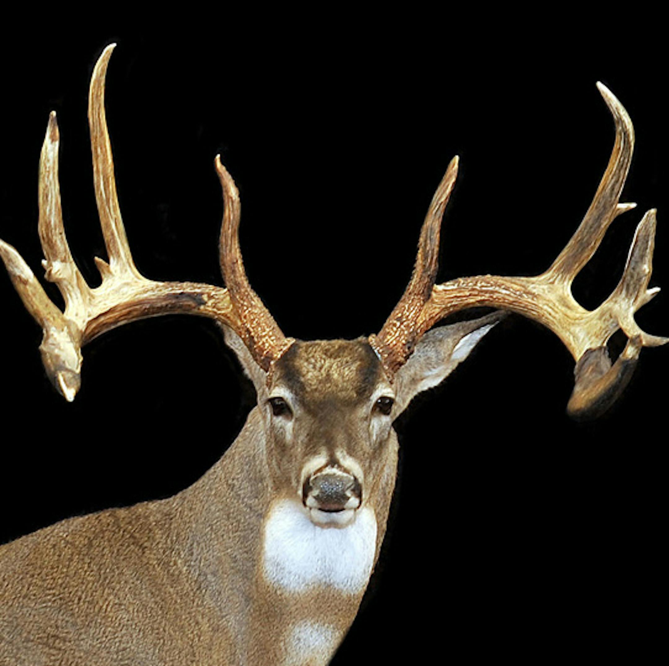 The Knisley Buck, killed with a muzzleloader by Ben Knisley in Meeker County in 2006. The antlers are a reproduction by Klaus Lebrecht.