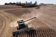 Steve Carlson, with Carlson Farms, harvest soy beans in his combine on Tuesday, Oct. 17, 2017 in Welch, Minn. ] AARON LAVINSKY &#xef; aaron.lavinsky@s