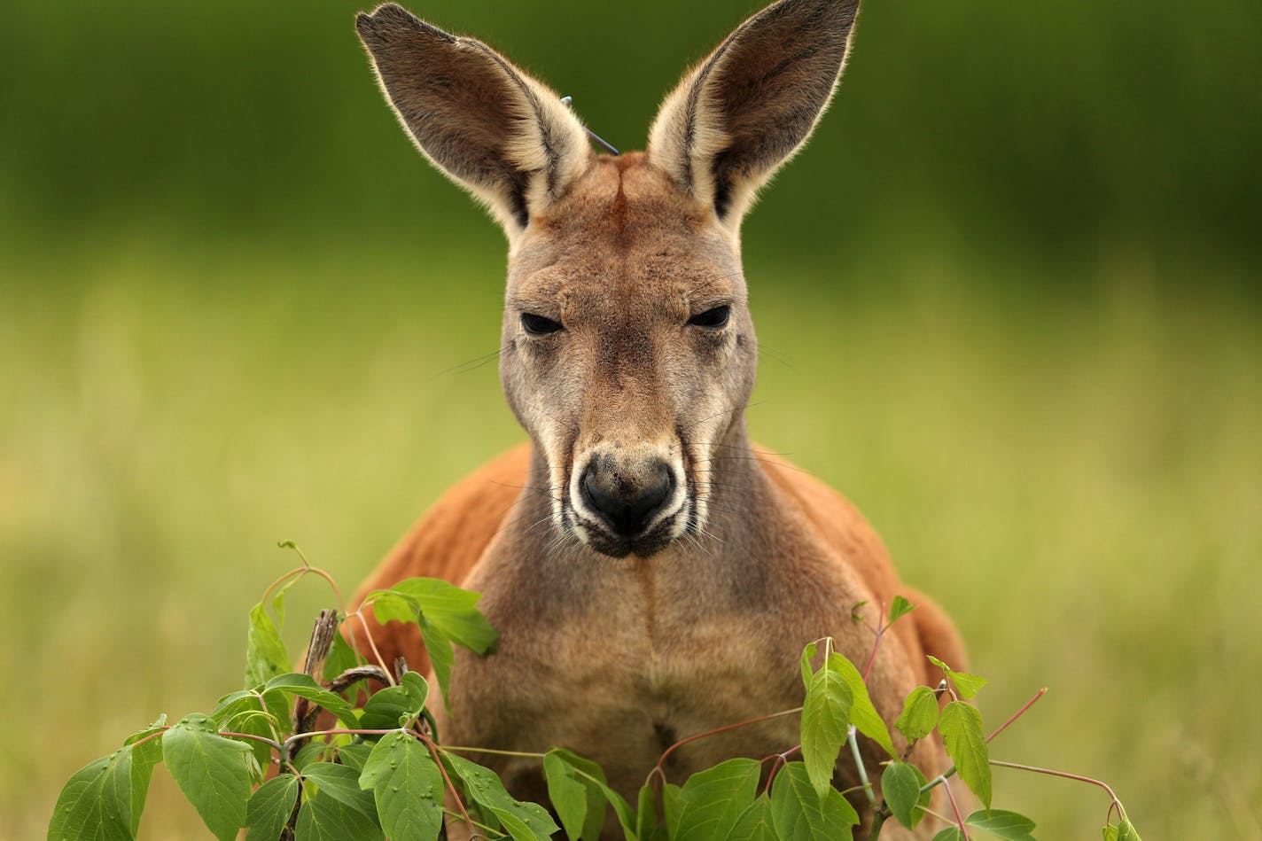 A red kangaroo munches on some leaves Friday at the Minnesota Zoo's newest exhibit "Kangaroo Crossing." ] ANTHONY SOUFFLE &#xef; anthony.souffle@startribune.com The Minnesota Zoo held a media preview prior to the opening of its much-anticipated summer exhibit, "Kangaroo Crossing," which allows guests to walk through an Australian-themed display with no barriers between them and Kangaroos, Wallabies and more, Friday, May 26, 2017 in Apple Valley, Minn.