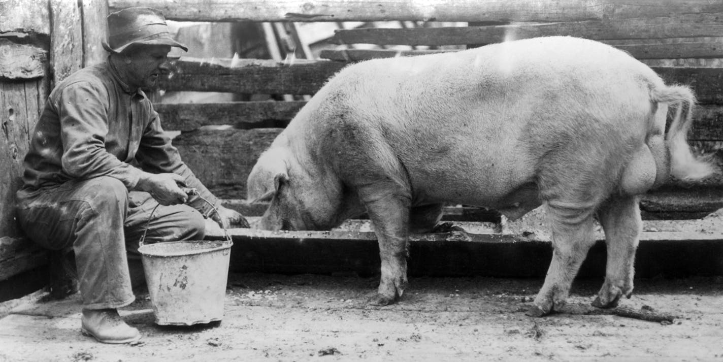 Fred Luchsinger of Lake Elmo, and prize boar Chester White, 1920s. Photo provided by the Minnesota State Fair Archives