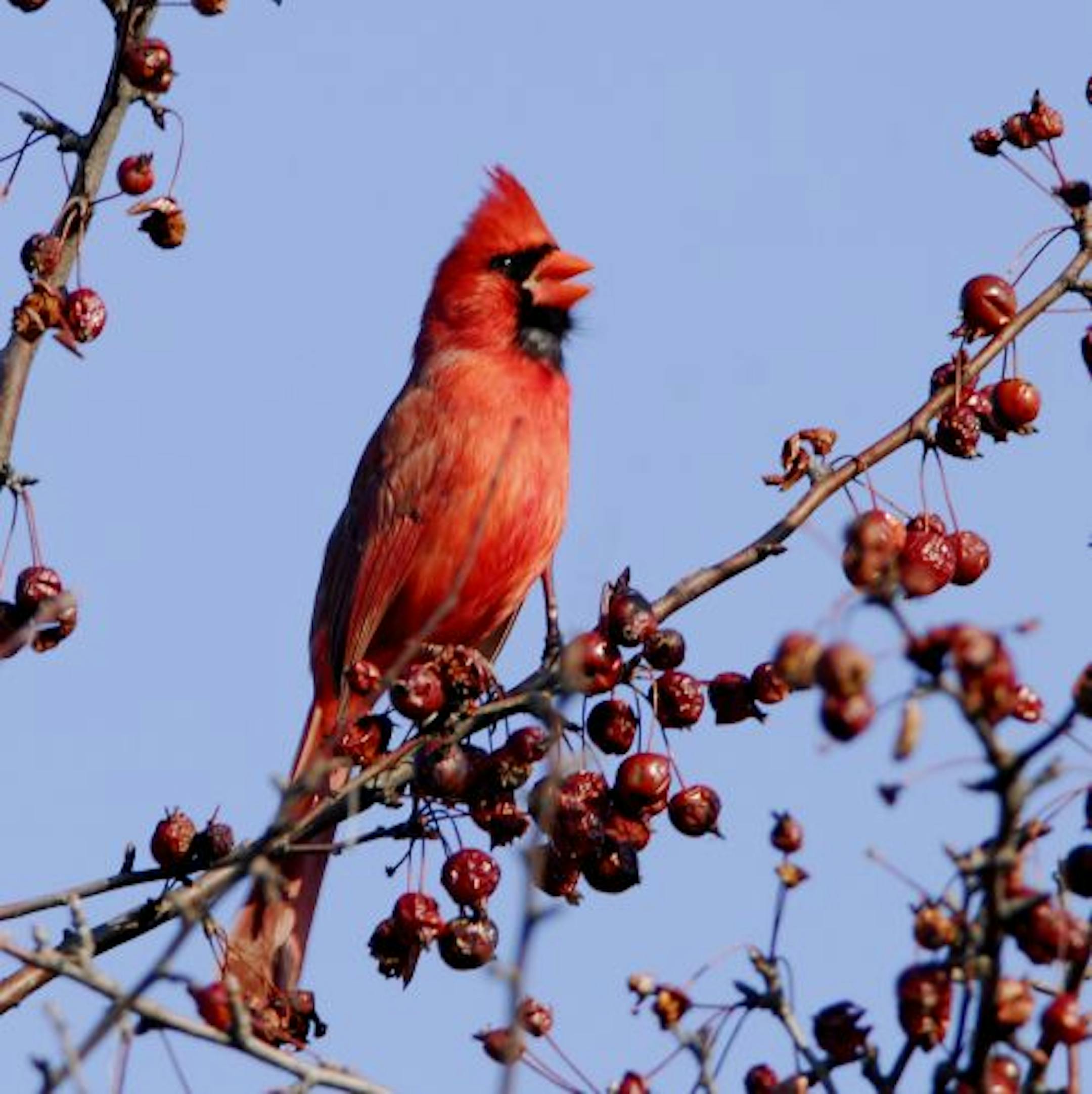 Northern cardinals have 10 or more distinct calls.