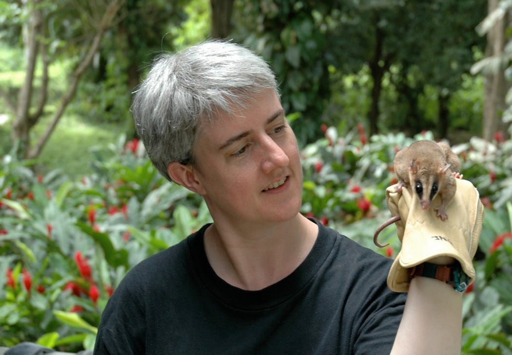 University of Minnesota Prof. Sharon Jansa studies a “mouse opossum” in Tobago in 2009, as part of her work documenting the species on the island. This species is separate from the Virginia opossum, the kind found in the United States.