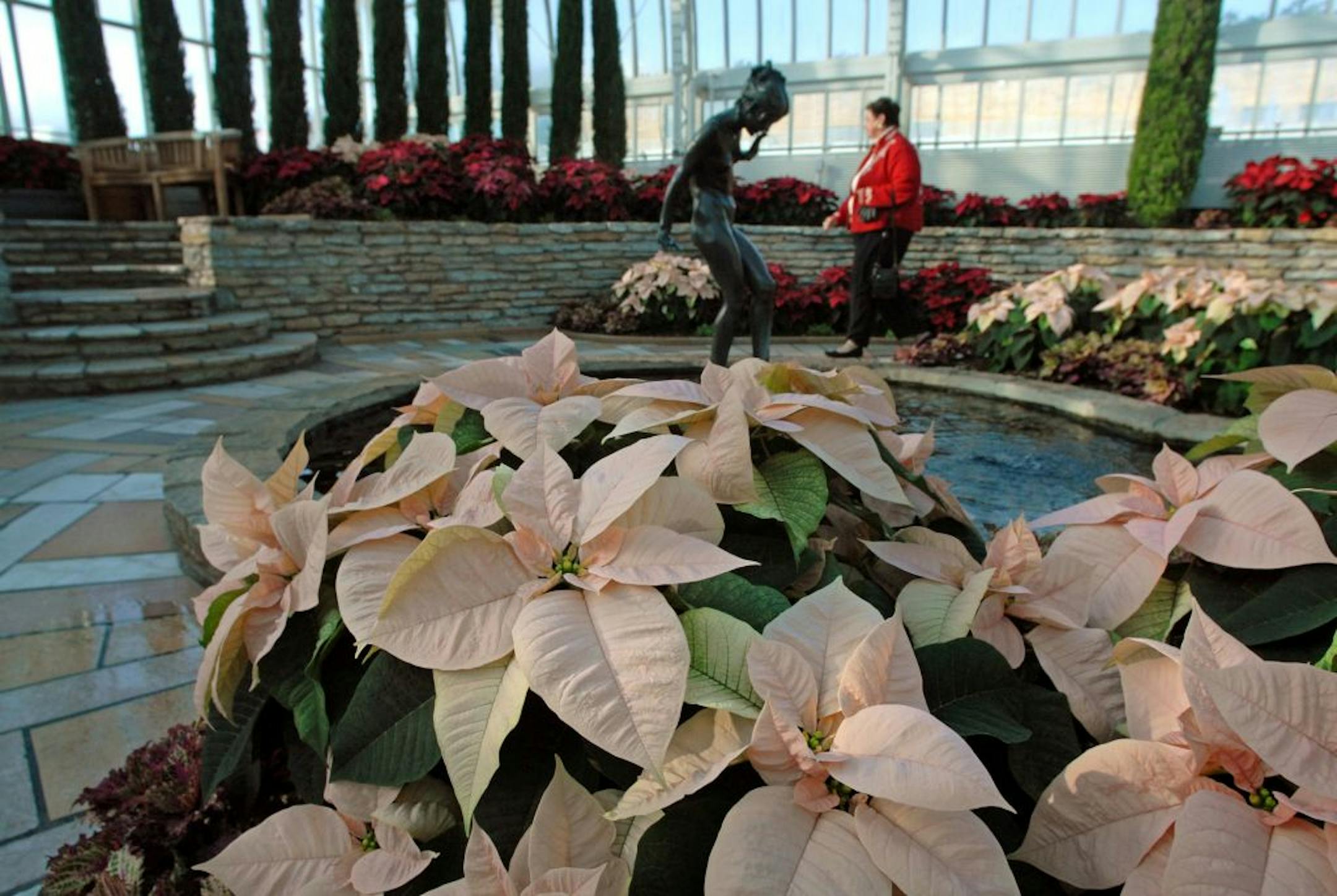 Poinsettias at the Conservatory.