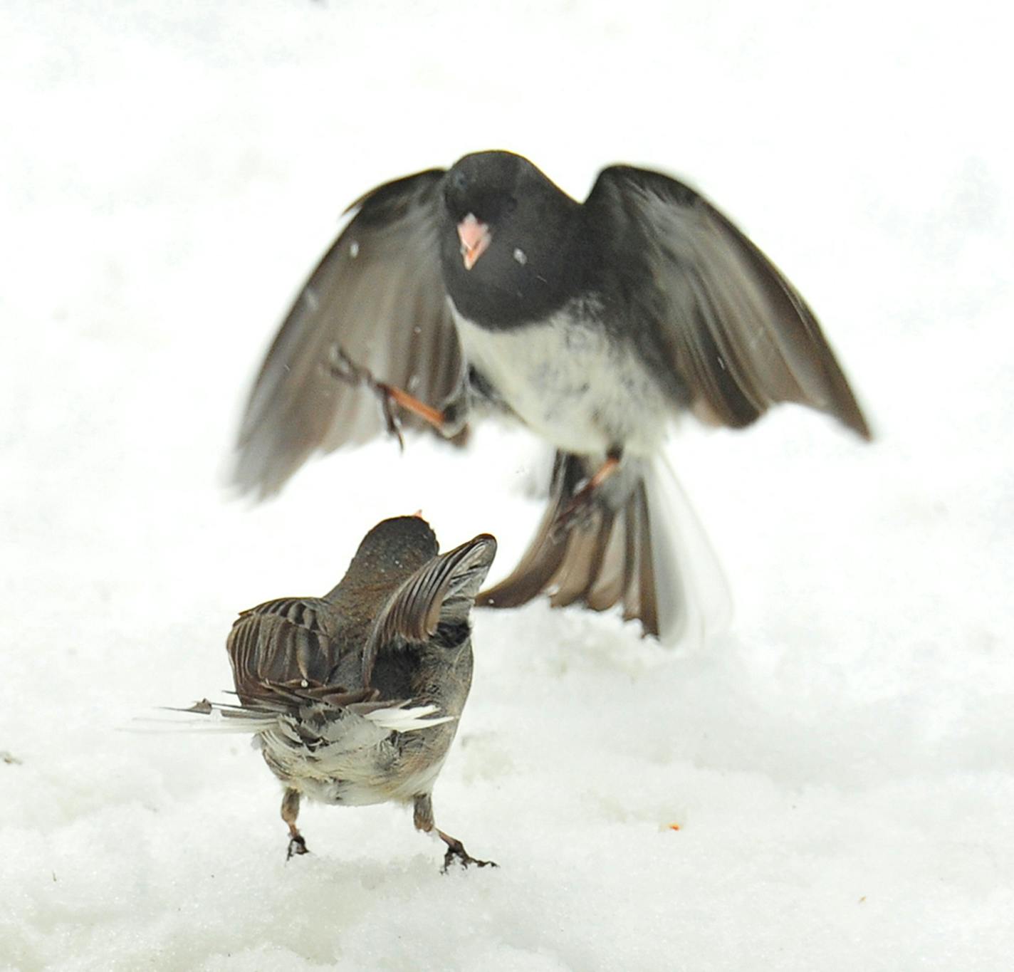 A pair of juncos face off on a snow-filled background.