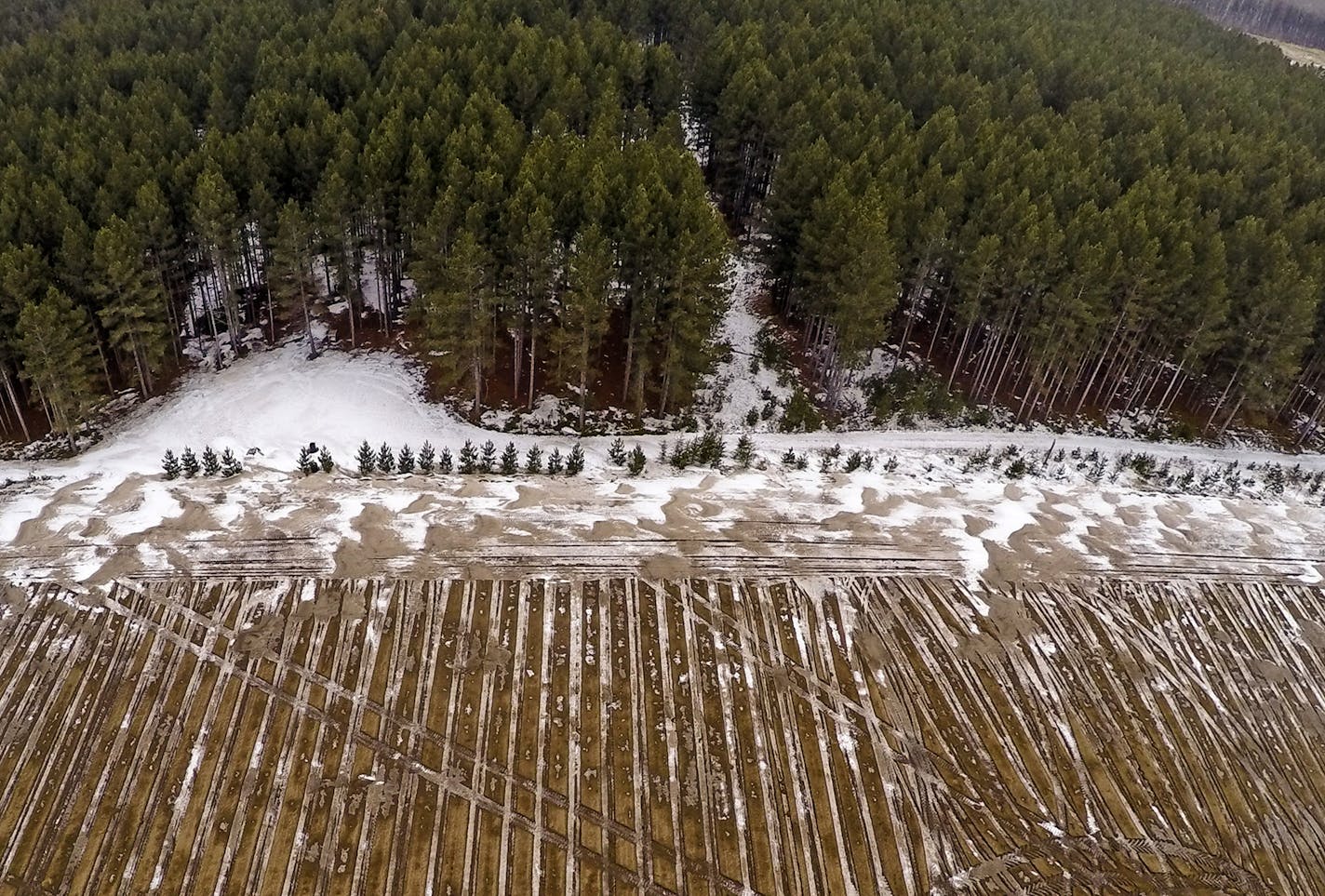 A Jan. 28, 2015 aerial photo shows an agricultural field, in Lobeka, Minn. The mixed pine forests of central Minnesota are rapidly being replaced with to potato fields. The Minnesota Department of Natural Resources plans to take a closer look at the conversion of pine forests to potato fields in northwestern Minnesota. The DNR estimates that North Dakota-based potato giant R.D. Offutt Co. has already purchased about 12,000 acres of pine forests in four Minnesota counties with the intention of co