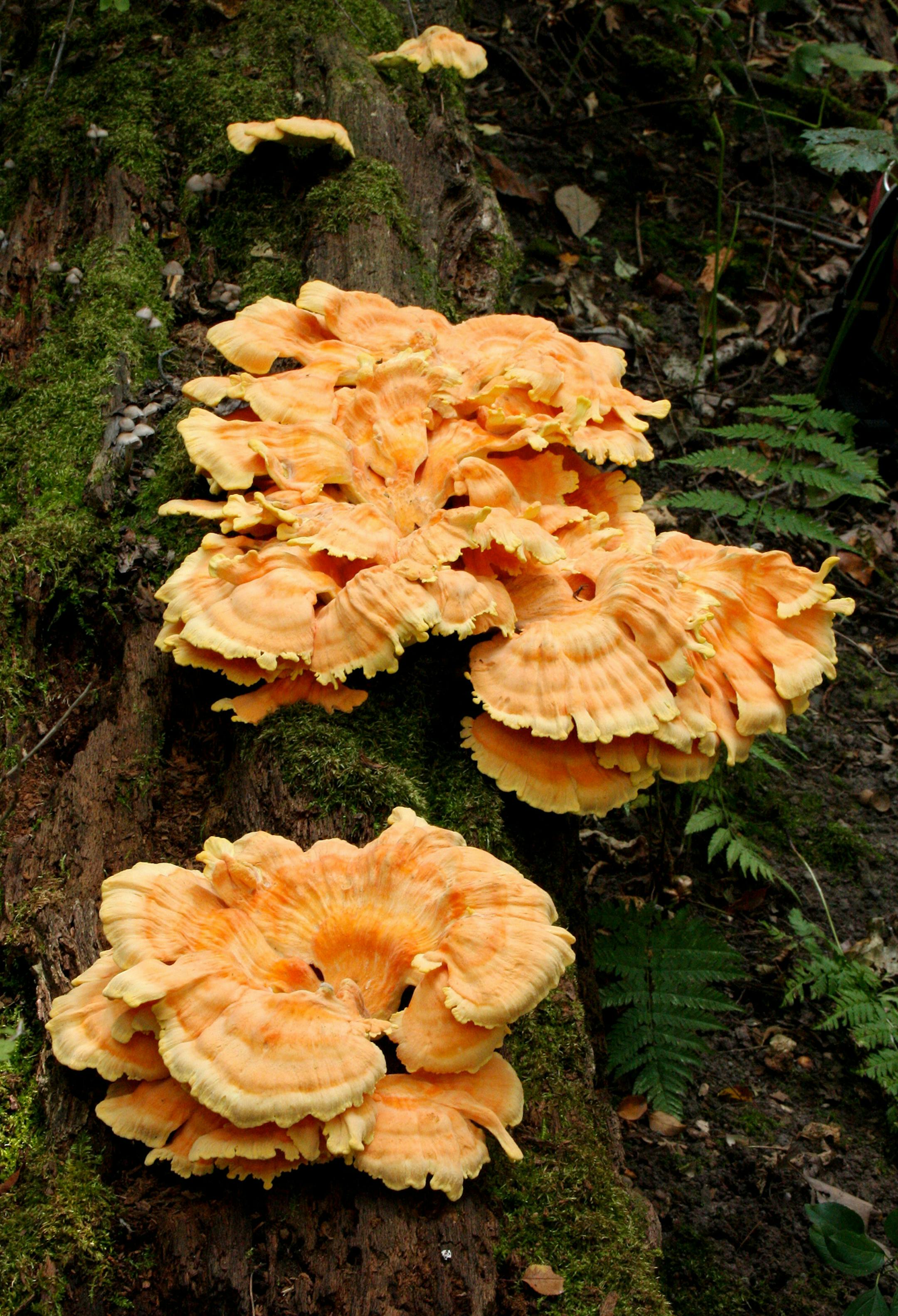 Chicken of the woods mushroom