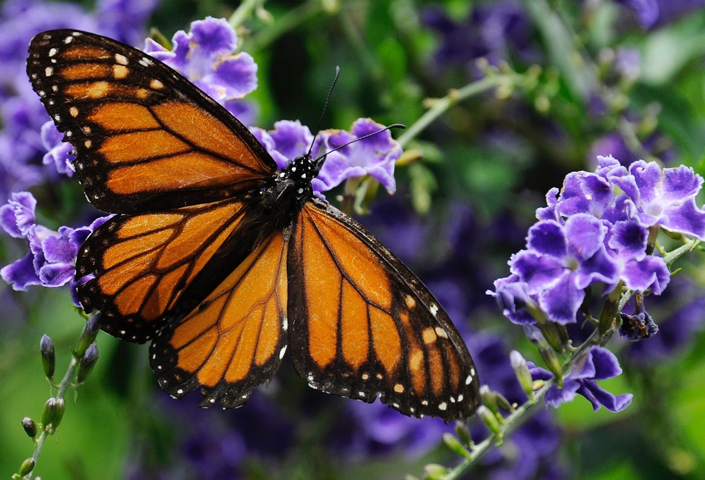 Monarch butterflies have suffered population declines that perhaps could be reversed with more Minnesota roadsides managed for wildlife. ORG XMIT: MIN1801222315081843