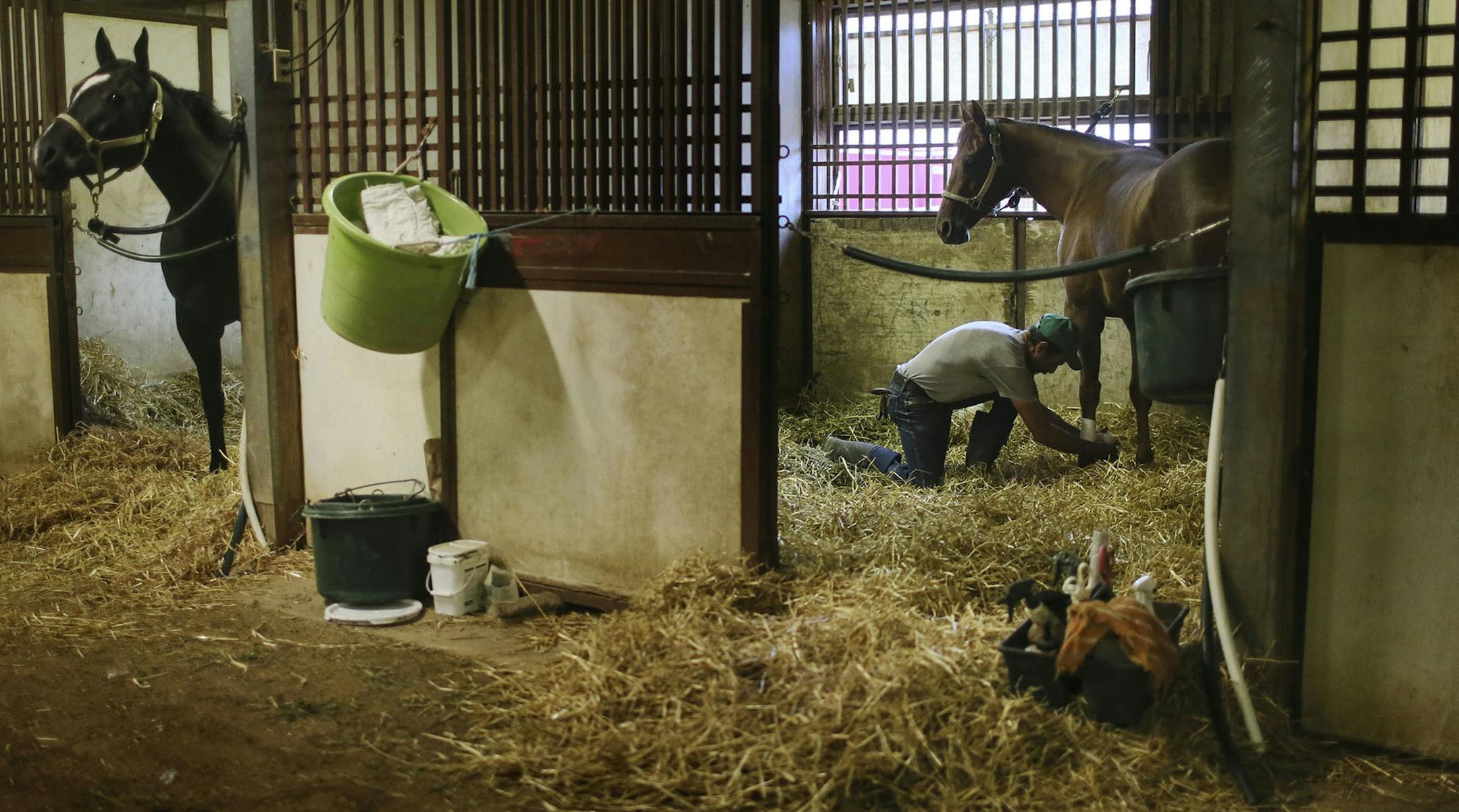 Groom Jose Martinez, 51, from Durango, Mexico, wraps the ankle of a horse in the D-7 barn at Canterbury Park barns Friday, July 18, 2014. "Without good grooms, you can‚Äôt run a stable,‚Äô‚Äô said trainer Valorie Lund, who is also Martinez employer' and who has 50 horses at Canterbury. ‚ÄúThis is all-encompassing work, day in and day out, year in and year out. But if you love horses and come to the racetrack, you probably will n