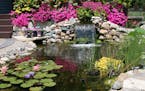 Minnesota Water Garden Society Pond and Garden Tour, July 30-31. Site L in Woodbury. Provided by MWGS