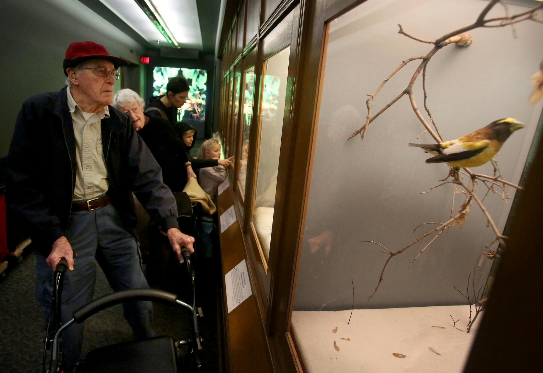 Visitors got to celebrate one last classic Bell Museum of Natural History moment on the University of Minnesota campus Wednesday, Dec. 29, 2016, in Minneapolis, MN, before the museum closes on Friday, Dec. 30 and reopens in a new St. Paul location in summer of 2018. Here, Glenn and Mary Schnadt of Minneapolis marvel at various bird dioramas inside the Bell. Mary said the family appreciates nature and once did a lot of camping but their age and health no longer allow them to get out much. "We jus