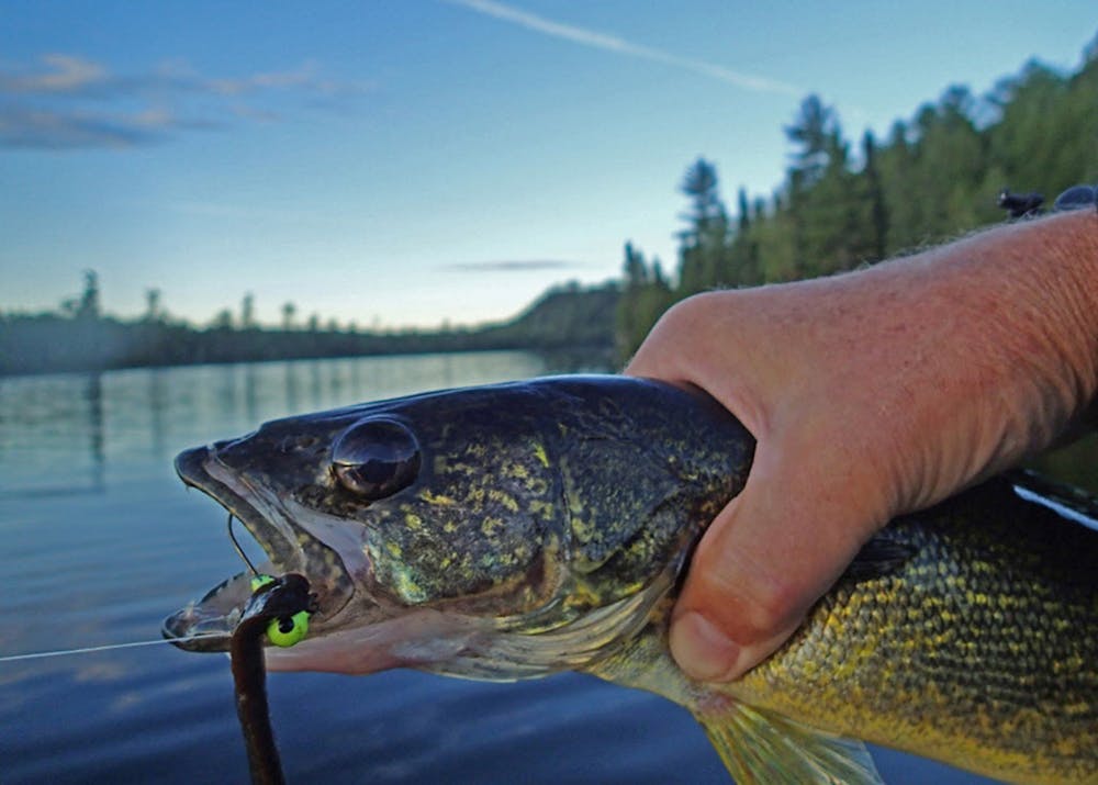 A hooked walleye.