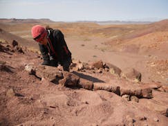 This 2014 photo provided by Roger M. H. Smith shows Claudia Marsicano, professor at the University of Buenos Aires, examining the new basal tetrapod f