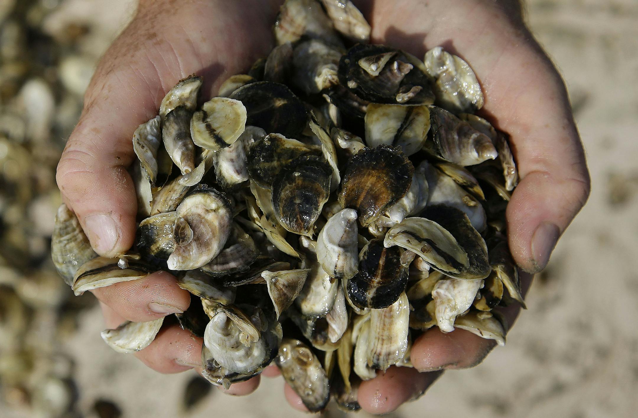 FILE - In this Monday, Sept. 12, 2013 file photo, an oyster cultivator holds oyster seed before spreading it into the waters of Duxbury Bay in Duxbury, Mass. A Thursday, April 17, 2014 report from the Centers of Disease Control says there was in increase in infections from vibrio bacteria found in raw shellfish. In 2013, cases were up 32 percent from the previous three years and 75 percent from about five years ago. But the numbers remain very small - only 242 of the 20,000 foodborne illnesses r