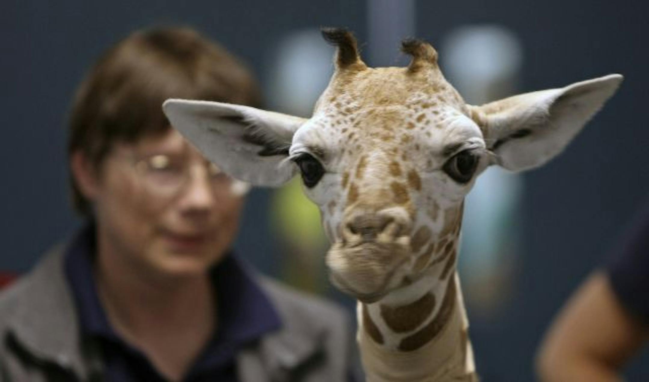 (left to right) University of Minnesota Large Animal Hospital staff doctors gave an eight day old male baby giraffe a walk at the facility. The 152-pound giraffe was born at Como Park Zoo on May 5th and had some major health complications, but is now making a recovery with the excellent care from Como Zoo and University of Minnesota College of Veterinary Medicine staff. The baby giraffe is not named yet and is expected to return to Como Zoo next week.