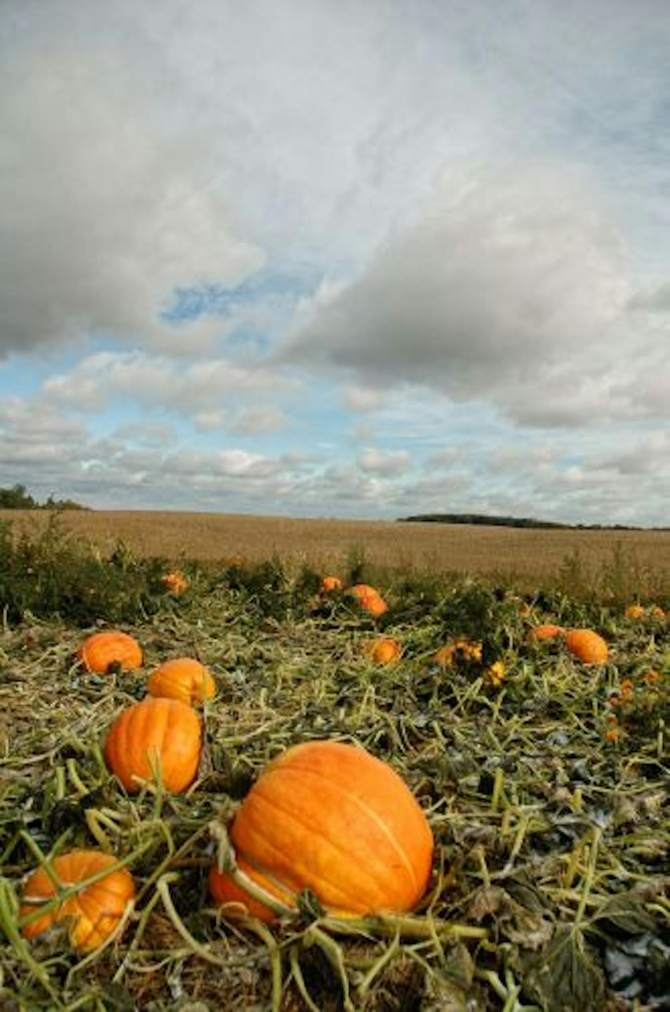 Pumpkins ripe for picking.