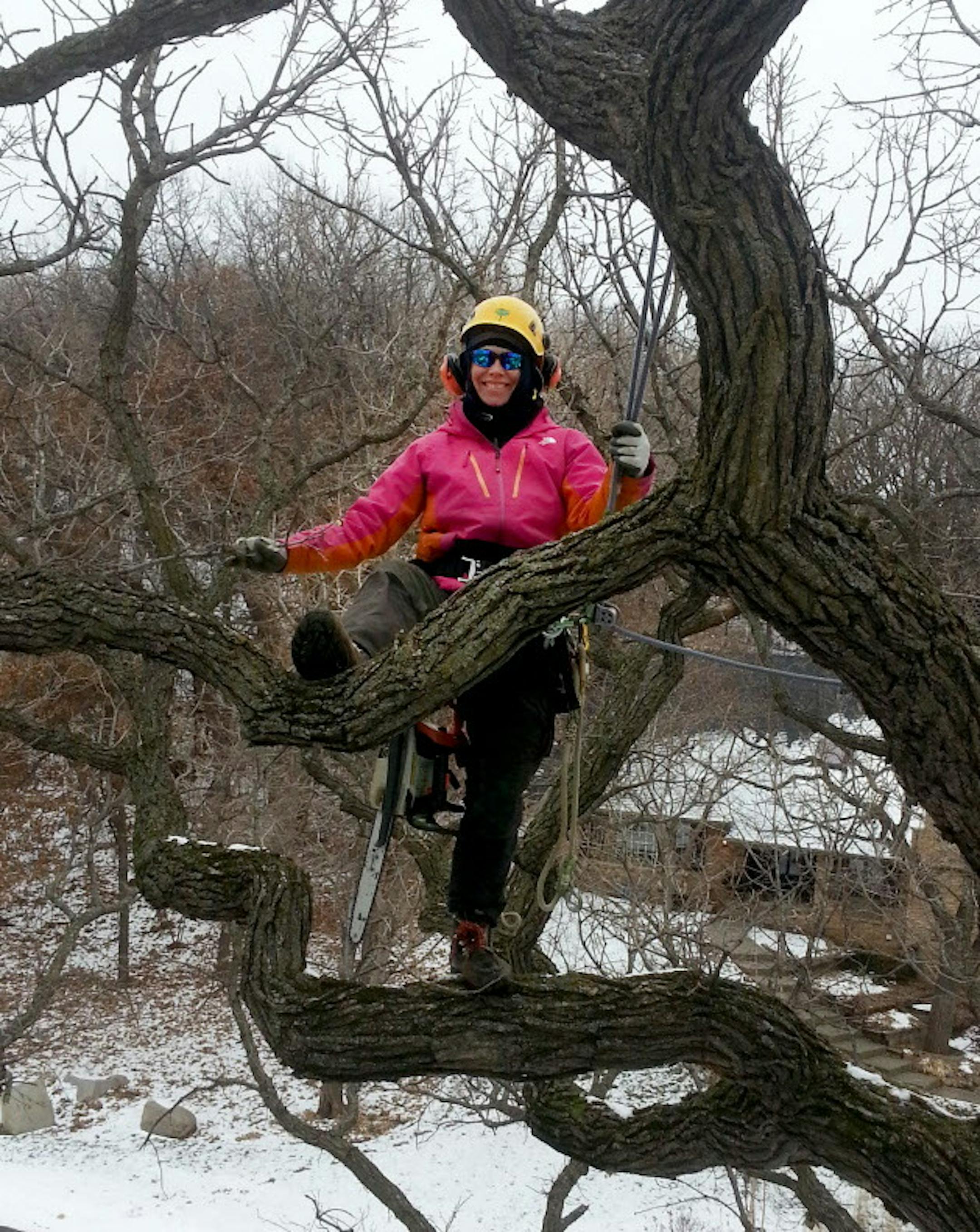 Rebecca Seibel, competitive tree climber, in a bur oak pruning deadwood. ] credit: Steve Palmer