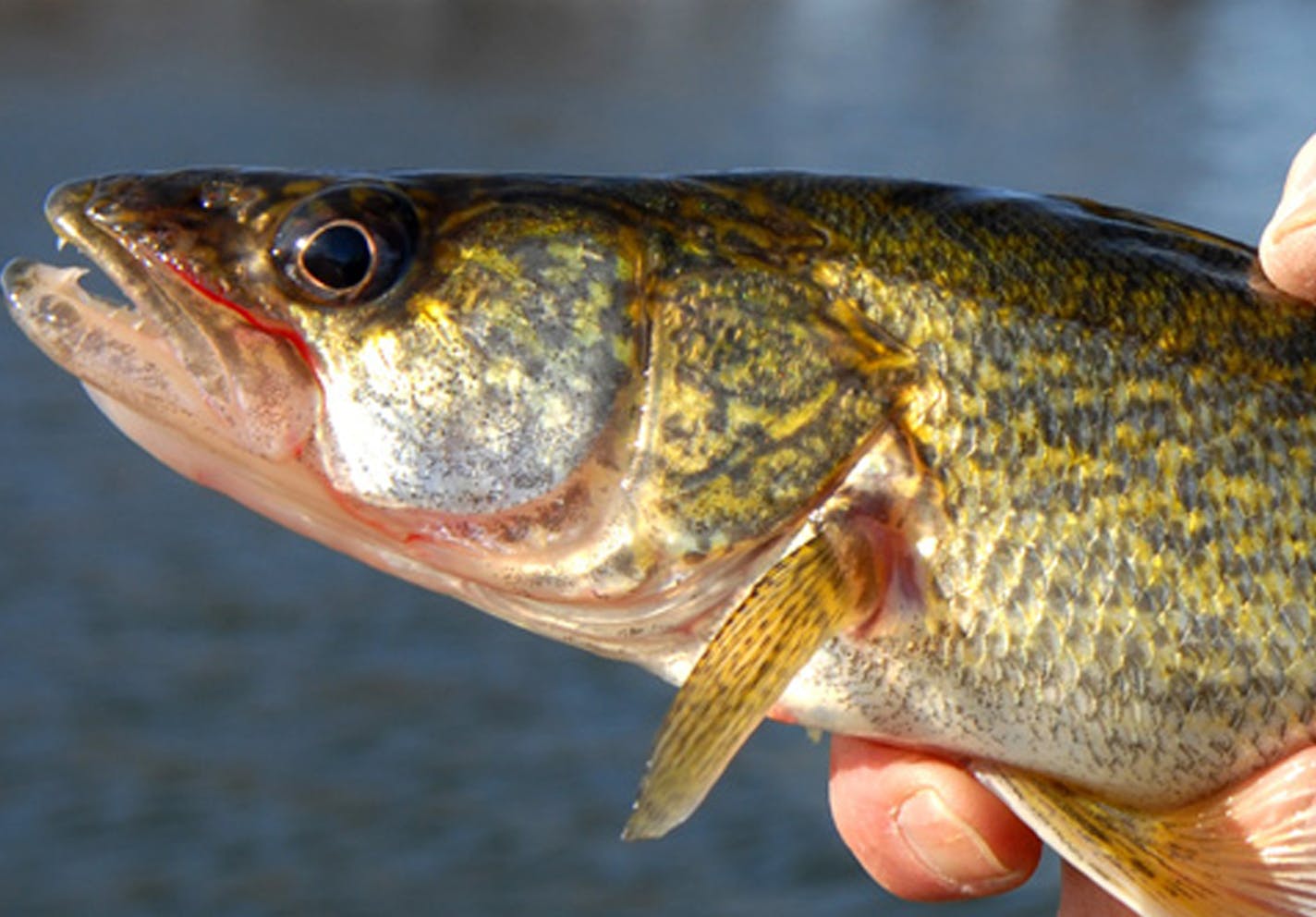 The object of many an angler's desire: a walleye. Roy Whipple and Dennis Anderson found excellent action in about 14 feet of water while fishing north of Red Wing, Minn., on the Mississippi River. ORG XMIT: MIN2013022718415289 ORG XMIT: MIN1302271845120274