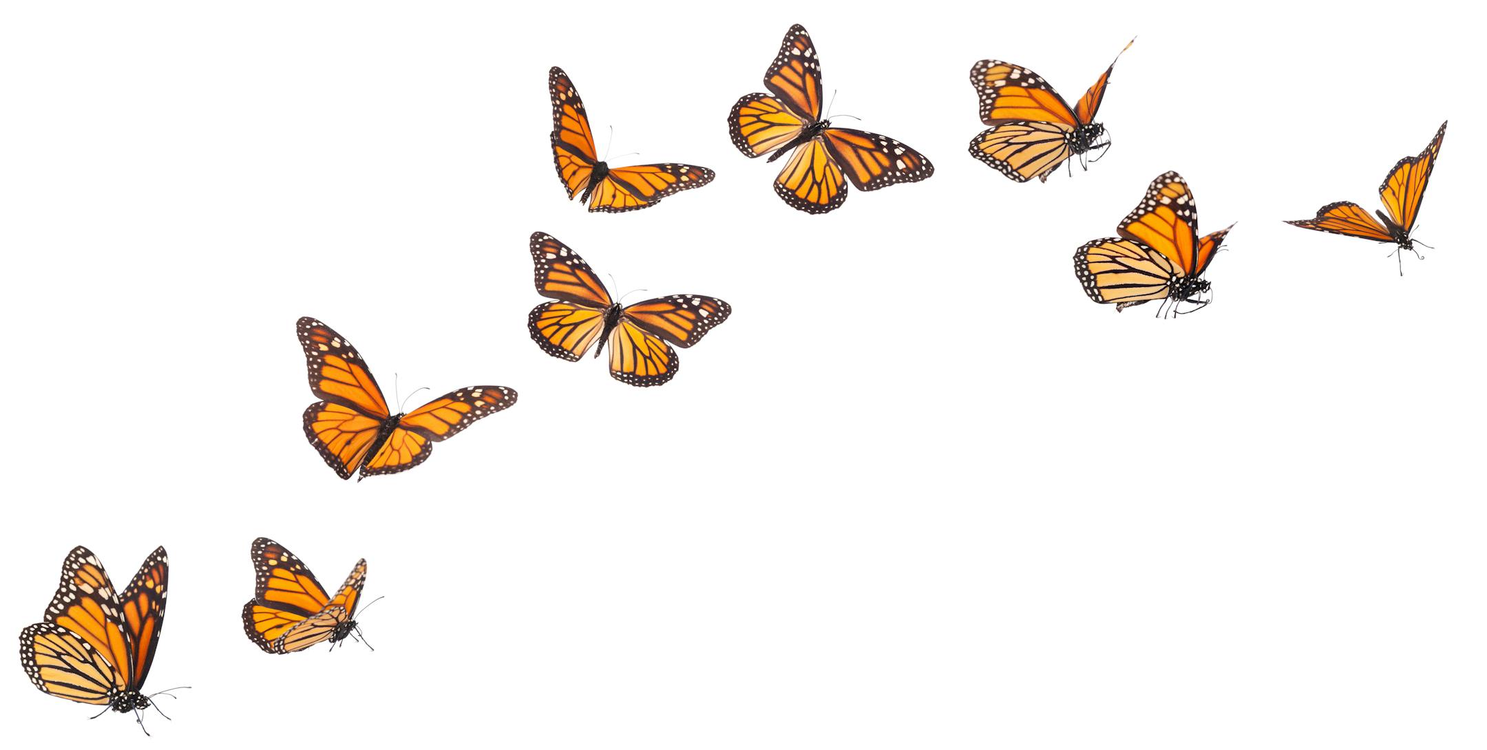 Monarch Butterflies in various flying, basking and standing positions.
