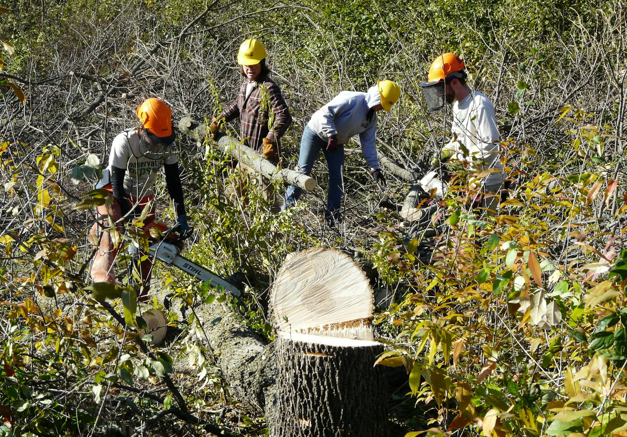 Photo by David Peterson Crews cut down trees as part of a prairie restoration project in Savage last week.
