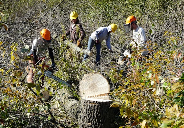 Photo by David Peterson Crews cut down trees as part of a prairie restoration project in Savage last week.