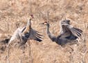 Sandhill Cranes at Crex are in the mood