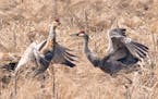 Sandhill Cranes at Crex are in the mood