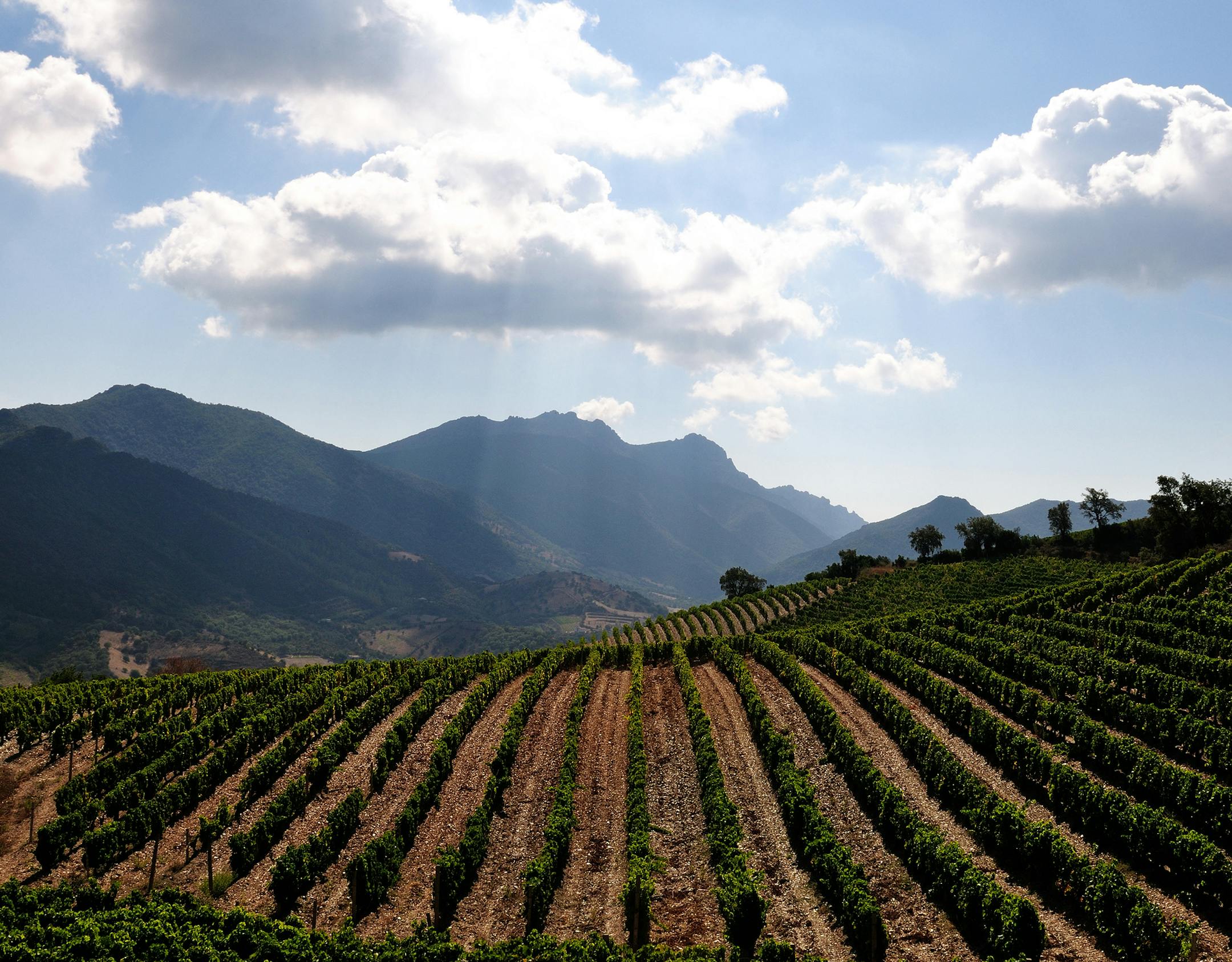 istock
A vineyard in Sardinia showing rows of old and young vines during harvest.