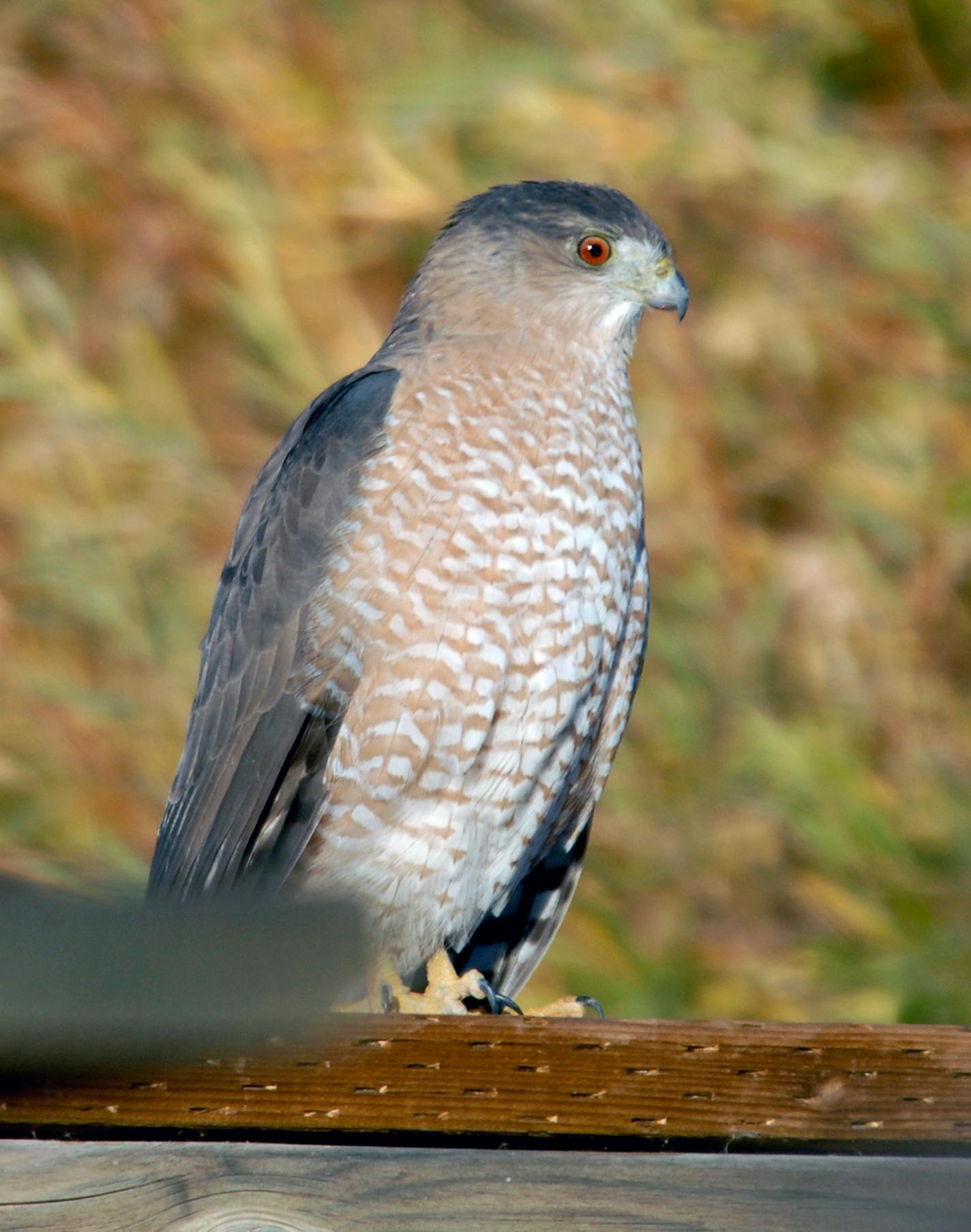 A Cooper's hawk perches on a railing.