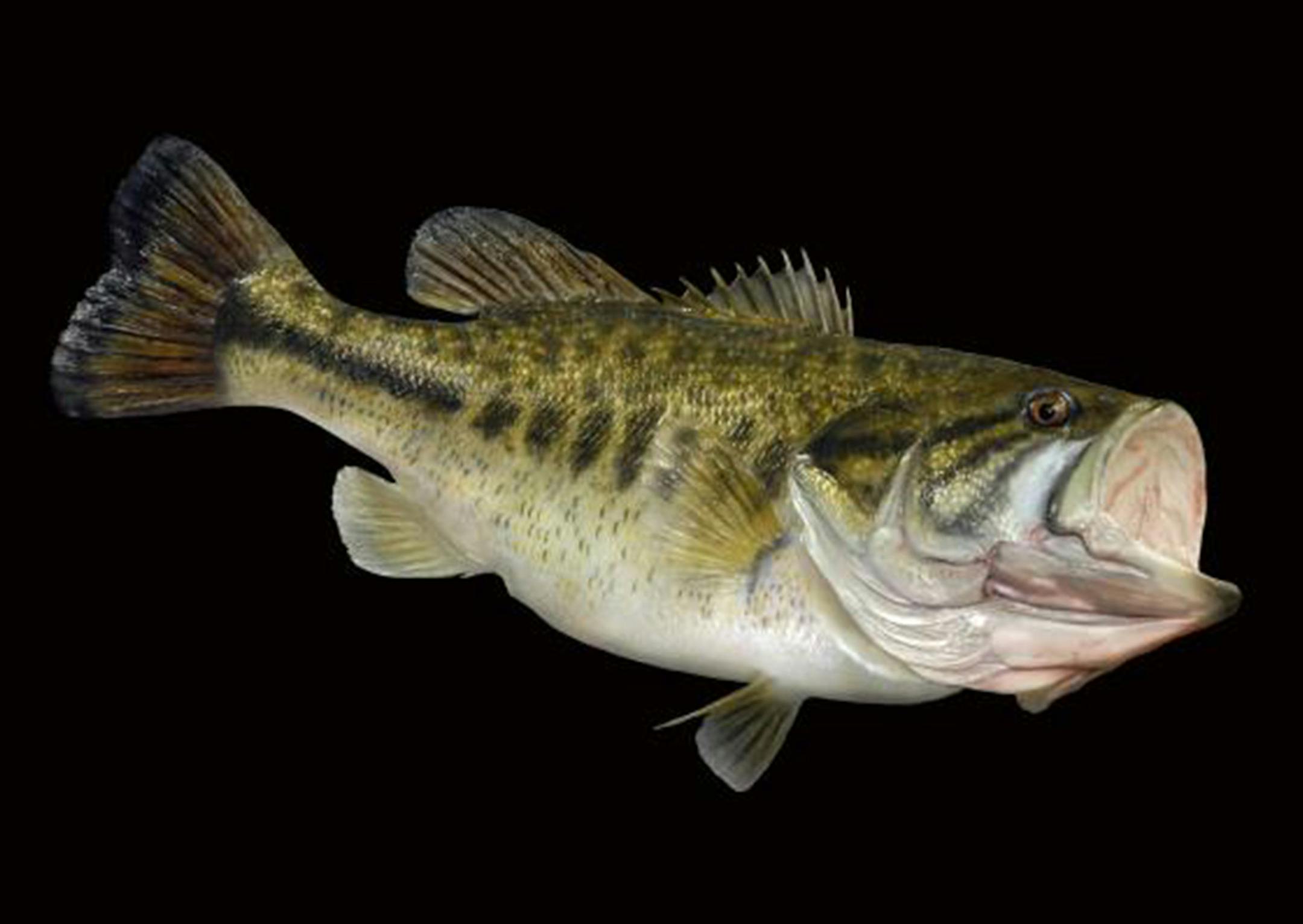 Finished product: A largemouth bass, painted by Rick Krane