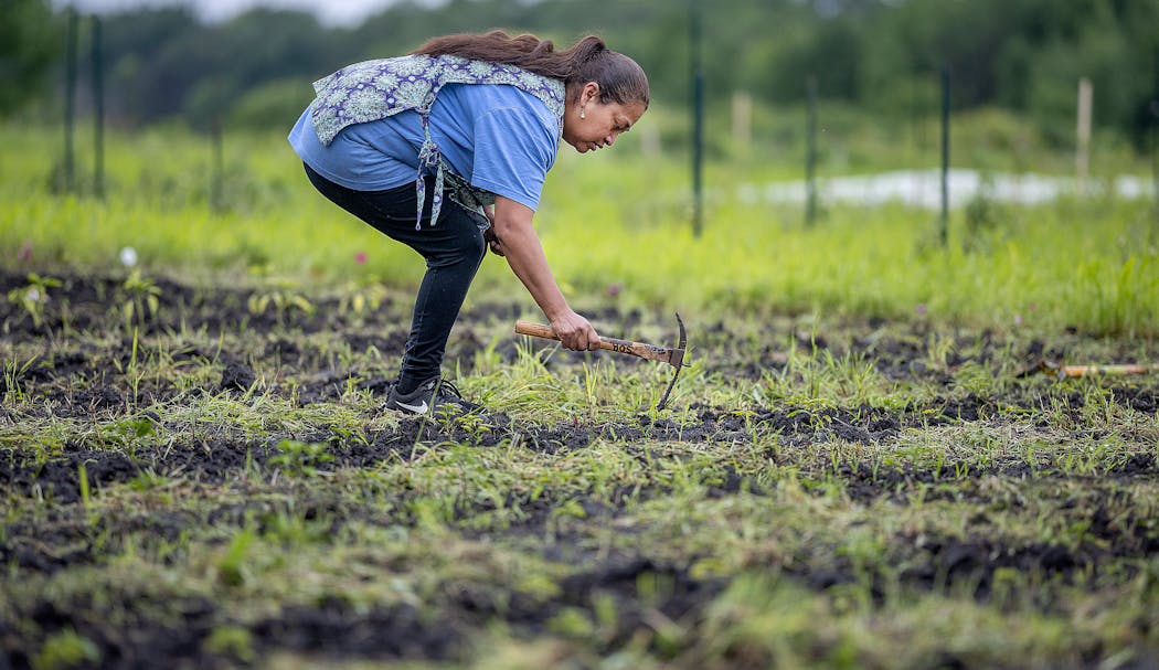 Erika Gomez works and assesses the damage to her crops due to recent and ongoing flooding at Sharing Our Roots in Northfield on July 2.