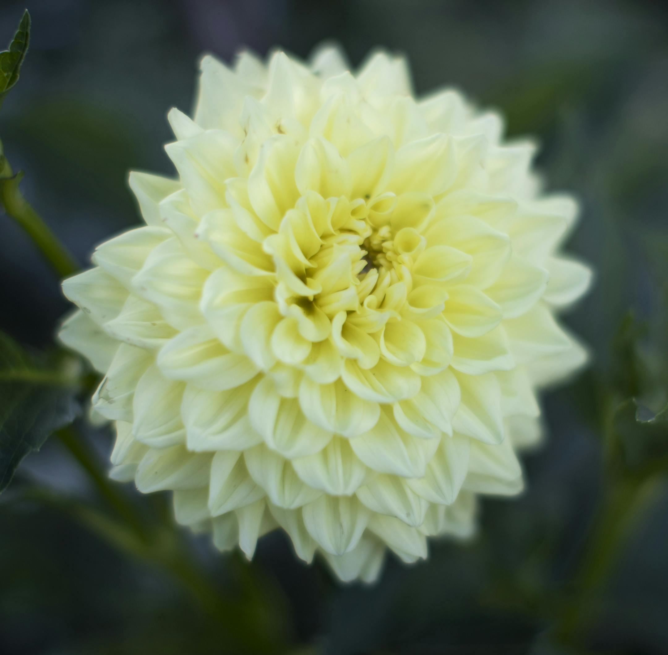 Ryecroft magnum dahlia photographed on Thursday, August 4, 2016, in Stillwater, Minn.] RENEE JONES SCHNEIDER • renee.jones@startribune.com Duane Miller and Mary Ann O’Brien's garden in Stillwater. ORG XMIT: MIN1608042234250031