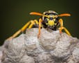 A yellowjacket, in close, on its nest.
