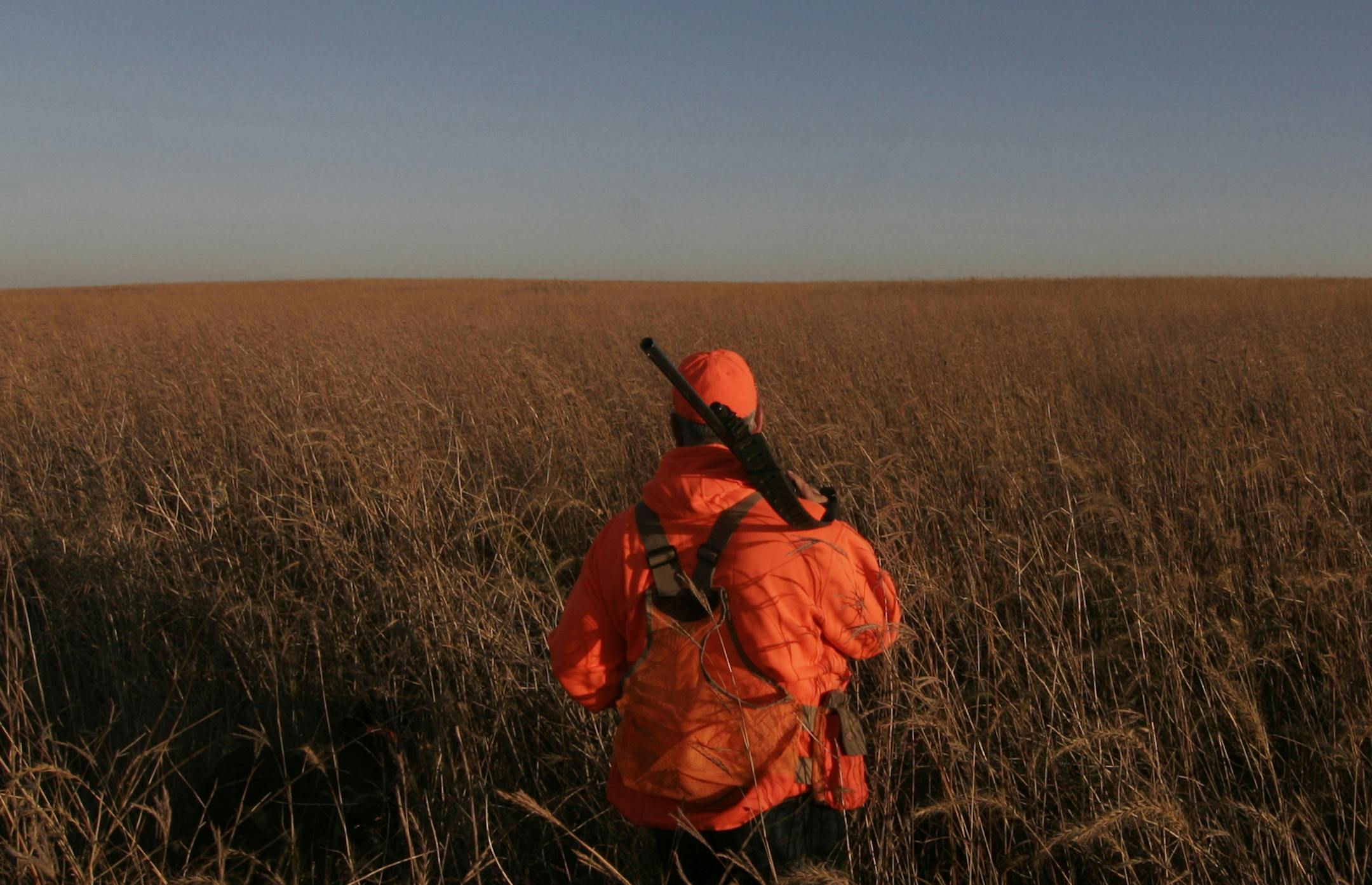 Grass is the No. 1 need for pheasants, and a new pheasant action plan wants to get more of it to boost Minnesota's pheasant population. File photo by Doug Smith/Star Tribune ORG XMIT: MIN1410131255338003 ORG XMIT: MIN1412031750130316