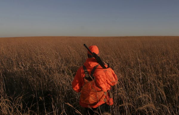 Grass is the No. 1 need for pheasants, and a new pheasant action plan wants to get more of it to boost Minnesota's pheasant population. File photo by 
