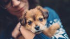 Uber in Twin Cities will bring puppy to your door for a 15-minute cuddle