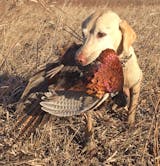 Lab with pheasant: This scene was all too infrequent this past fall because ringneck numbers were down.