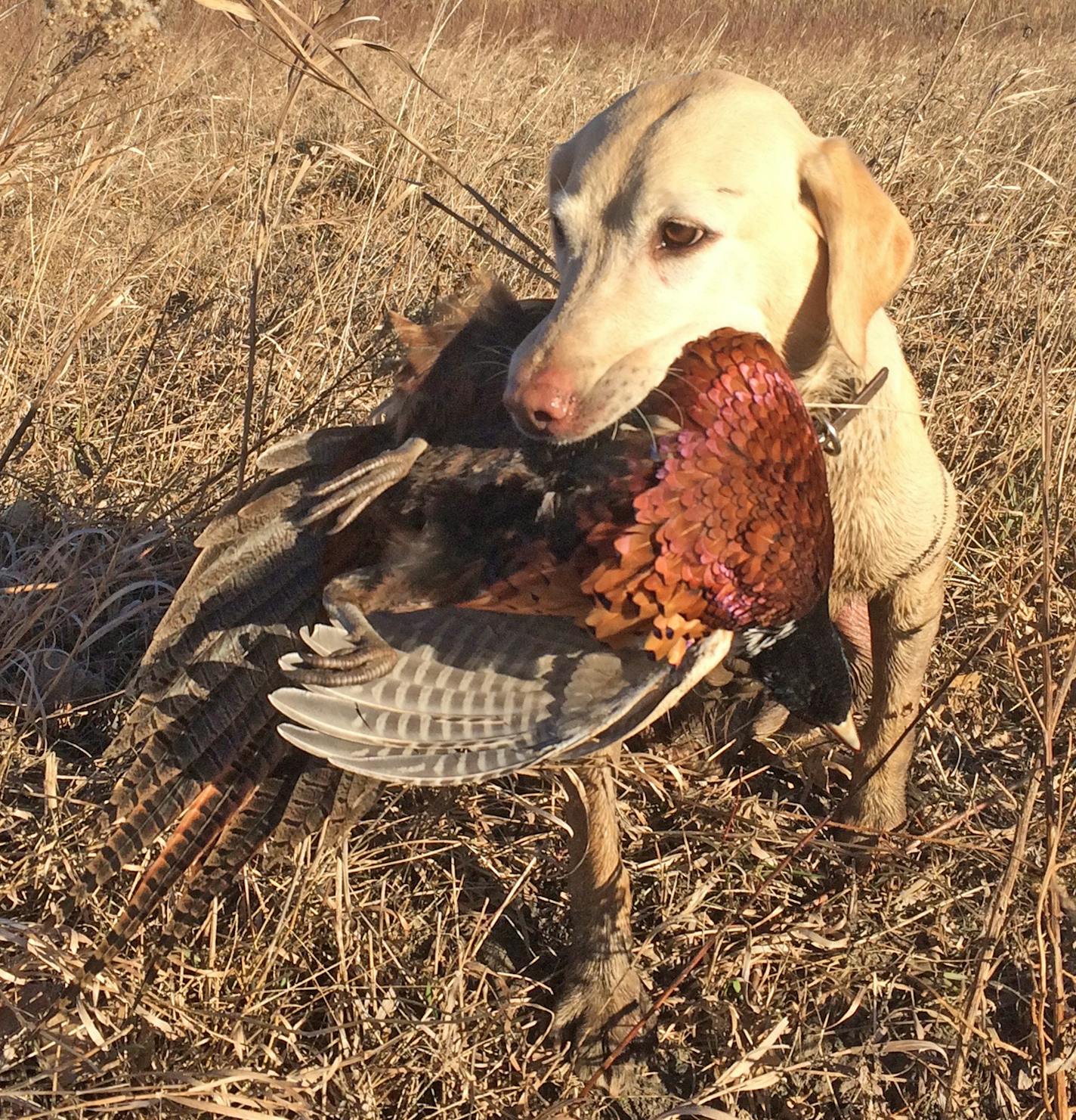 Lab with pheasant: This scene was all too infrequent this past fall because ringneck numbers were down.