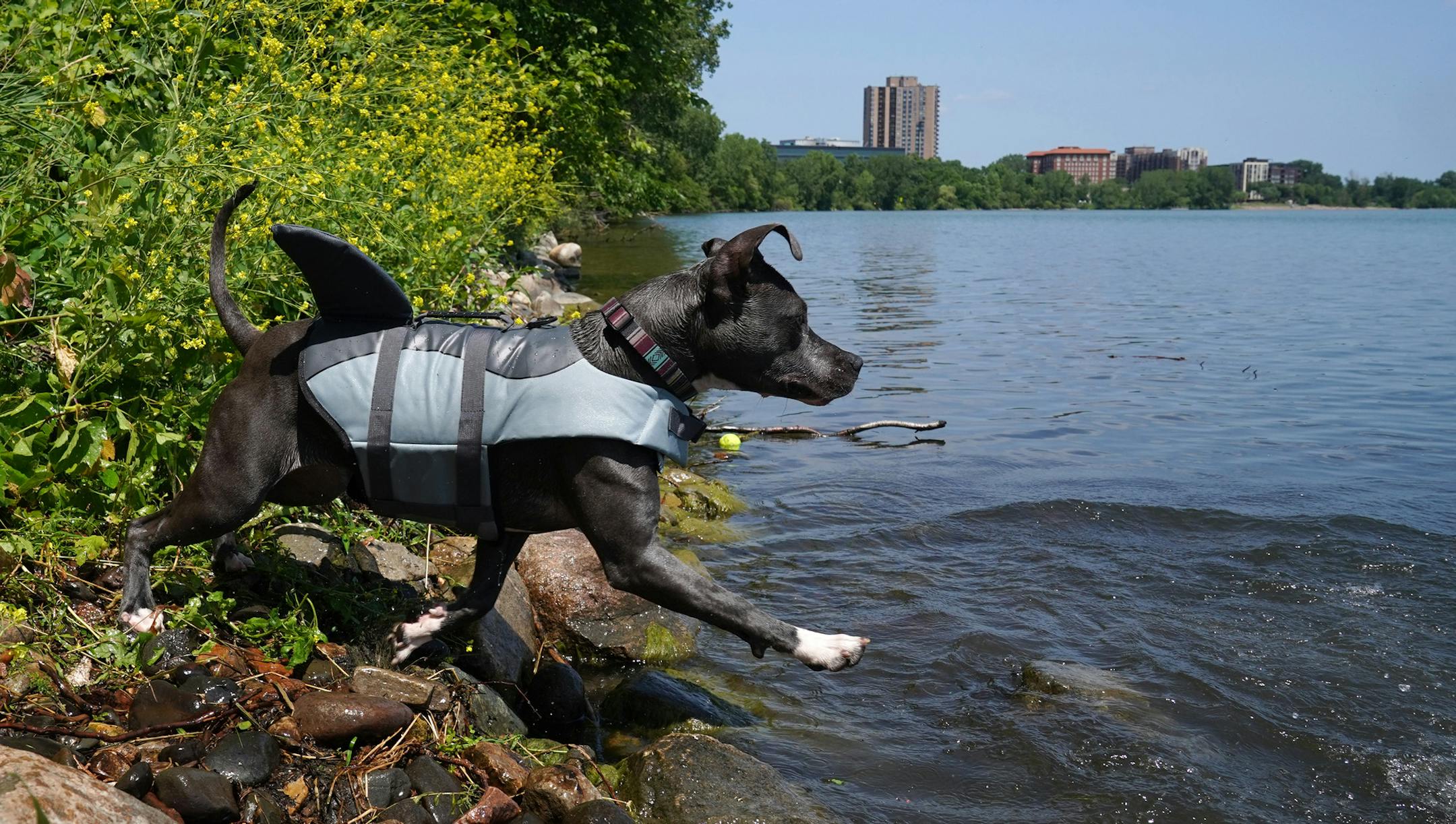 Cypress, a 1-year-old pit bull mix, sported a life jacket complete with shark fin as she cooled off in the water at Bde Maka Ska on a hot and humid Saturday.