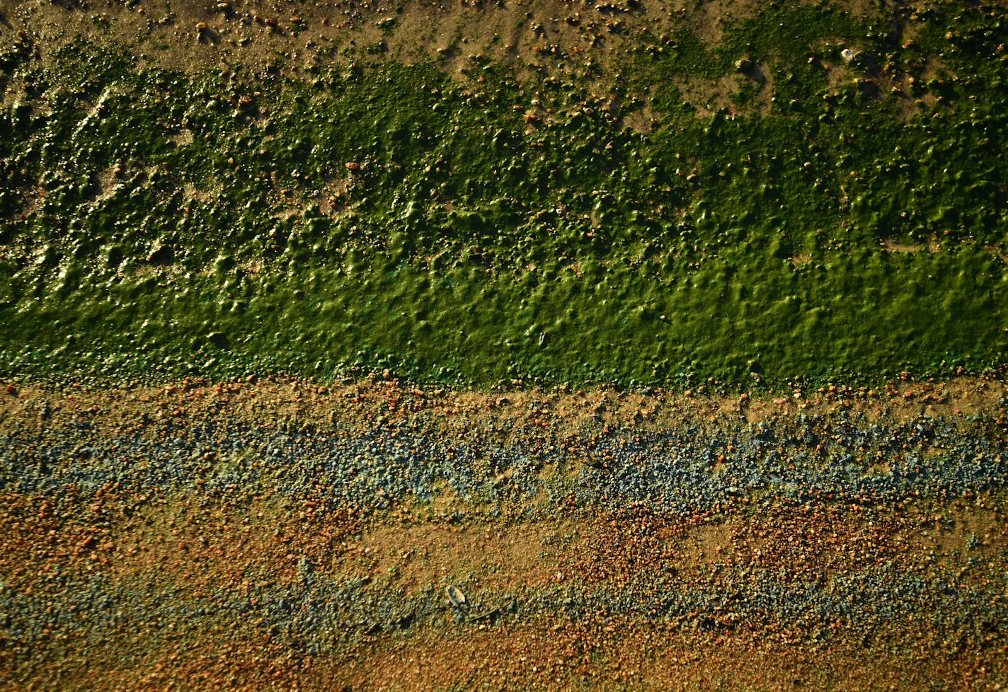 The edge of Lake Winnipeg had traces of blue-green algae left behind from a recent bloom in late August at Grand Beach Provincial Park. ] (AARON LAVINSKY/STAR TRIBUNE) aaron.lavinsky@startribune.com RIVERS PROJECT: We look at three of Minnesota's rivers, including the Mississippi, Red and Chippewa, to see how land use effects water quality and pollution.